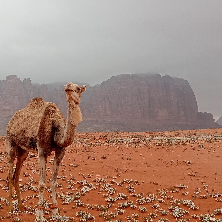 Golden Day Hotel Wadi Rum Exterior photo